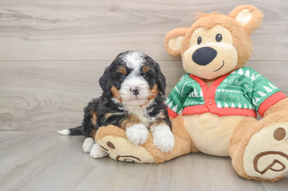 5 week old Mini Bernedoodle Puppy For Sale - Seaside Pups