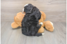 Small Mini Bernedoodle Baby