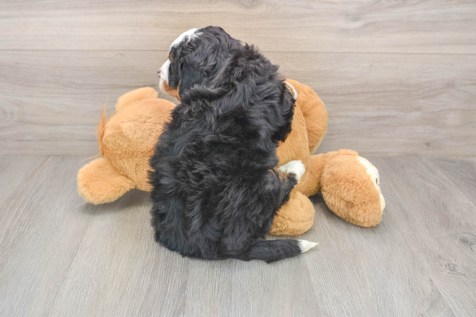 Small Mini Bernedoodle Baby