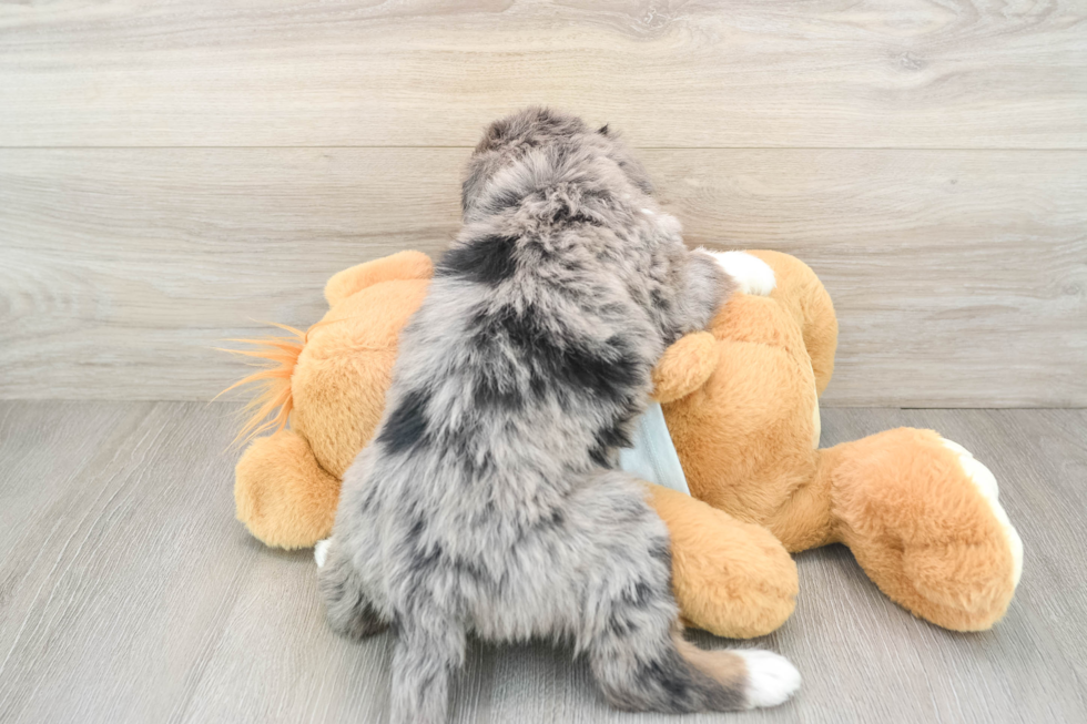 Best Mini Bernedoodle Baby