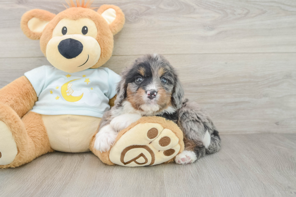 Energetic Mini Bernese Poodle Poodle Mix Puppy