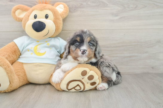 Energetic Mini Bernese Poodle Poodle Mix Puppy