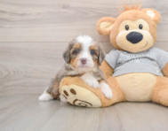 6 week old Mini Bernedoodle Puppy For Sale - Seaside Pups