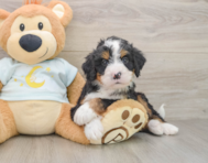 7 week old Mini Bernedoodle Puppy For Sale - Seaside Pups