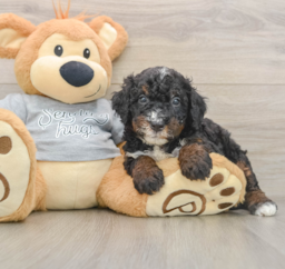 7 week old Mini Bernedoodle Puppy For Sale - Seaside Pups