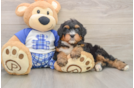 Mini Bernedoodle Pup Being Cute