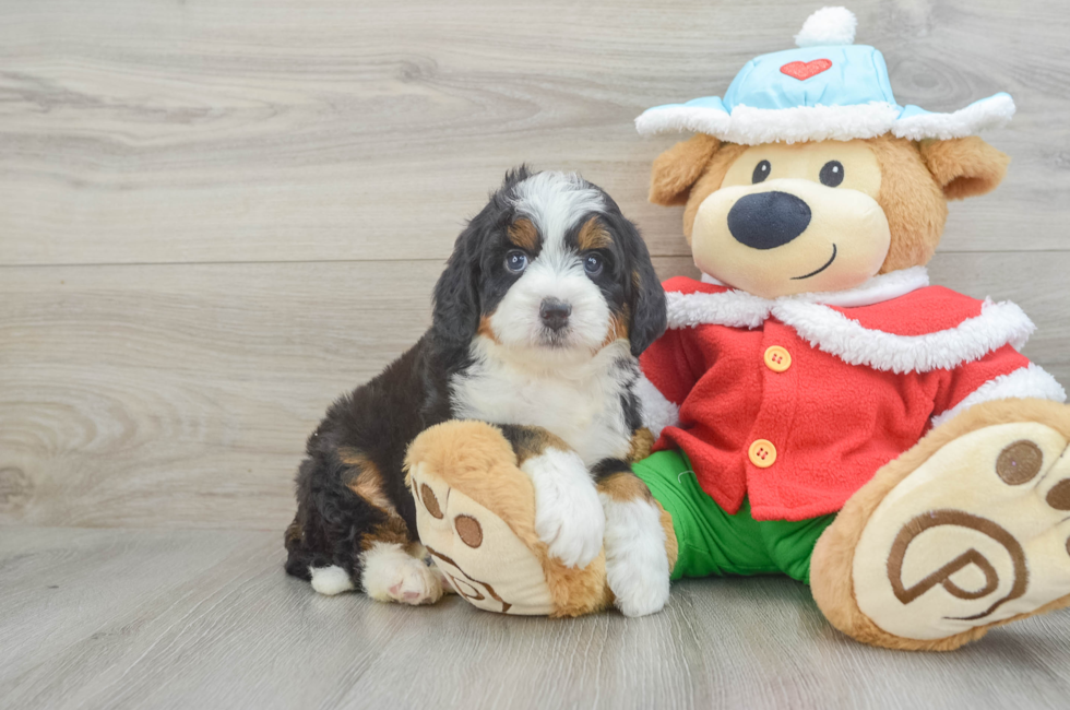 6 week old Mini Bernedoodle Puppy For Sale - Seaside Pups