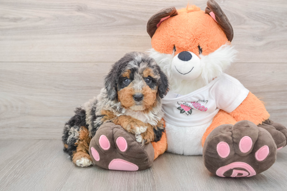 Mini Bernedoodle Pup Being Cute