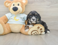 7 week old Mini Bernedoodle Puppy For Sale - Seaside Pups