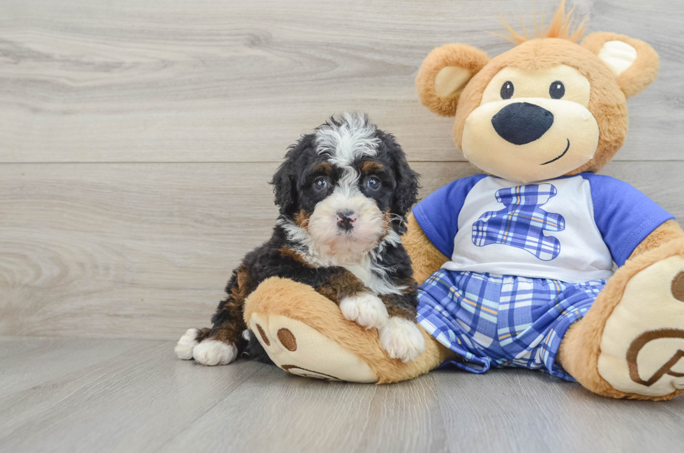 6 week old Mini Bernedoodle Puppy For Sale - Seaside Pups