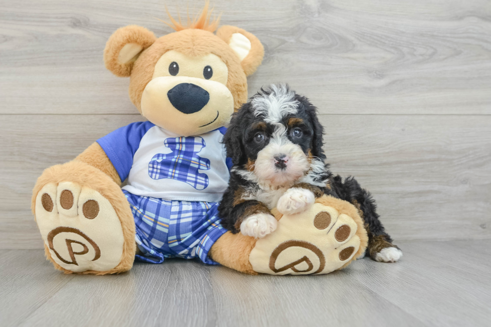 Hypoallergenic Mini Bernesedoodle Poodle Mix Puppy