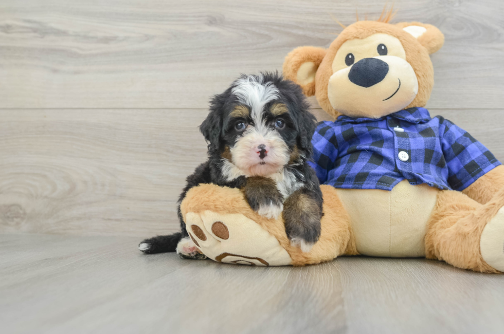 7 week old Mini Bernedoodle Puppy For Sale - Seaside Pups