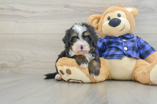 Friendly Mini Bernedoodle Baby