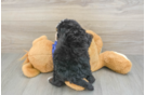 Mini Bernedoodle Pup Being Cute