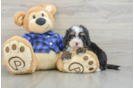 Best Mini Bernedoodle Baby
