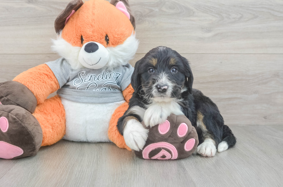 5 week old Mini Bernedoodle Puppy For Sale - Seaside Pups