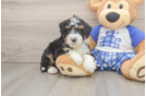 Best Mini Bernedoodle Baby