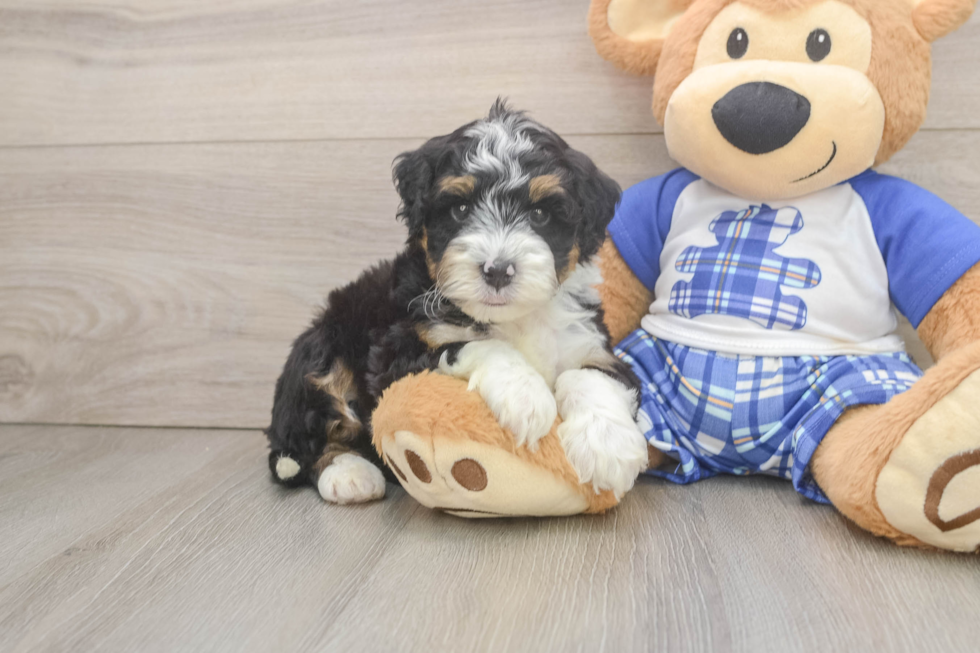 Best Mini Bernedoodle Baby