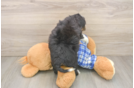 Mini Bernedoodle Pup Being Cute