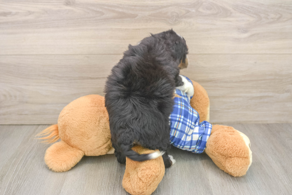 Mini Bernedoodle Pup Being Cute