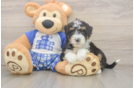 Best Mini Bernedoodle Baby
