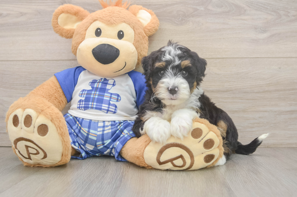 5 week old Mini Bernedoodle Puppy For Sale - Seaside Pups
