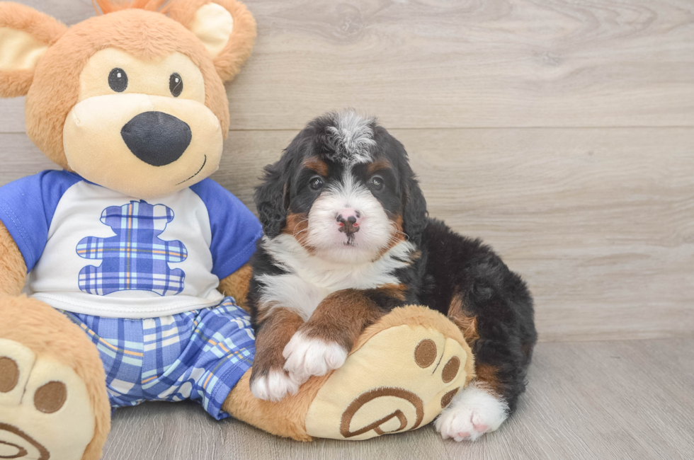 5 week old Mini Bernedoodle Puppy For Sale - Seaside Pups