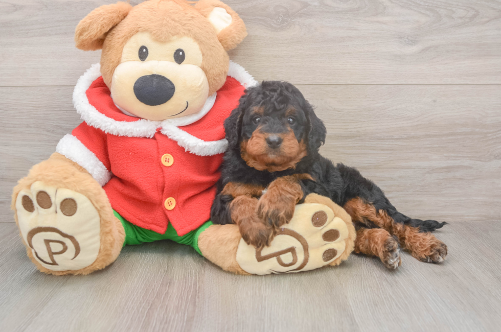 6 week old Mini Bernedoodle Puppy For Sale - Seaside Pups