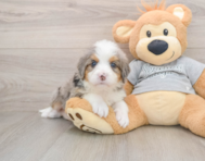 6 week old Mini Bernedoodle Puppy For Sale - Seaside Pups