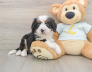 7 week old Mini Bernedoodle Puppy For Sale - Seaside Pups