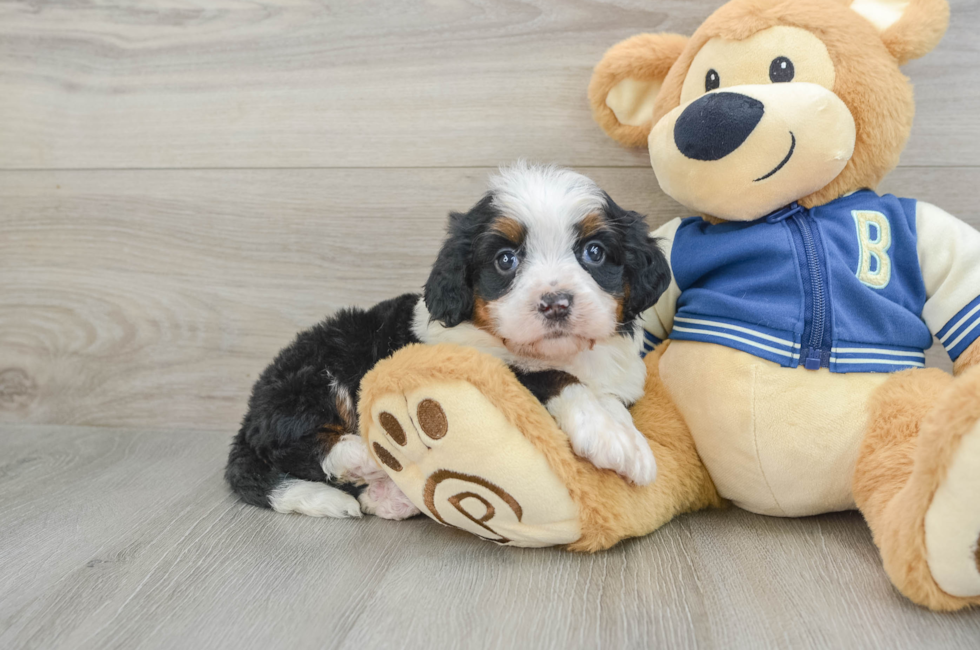 5 week old Mini Bernedoodle Puppy For Sale - Seaside Pups