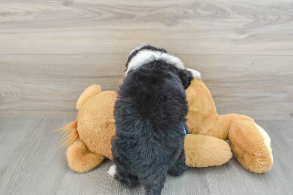 Petite Mini Bernedoodle Poodle Mix Pup