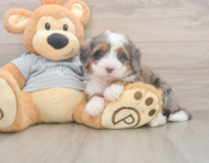 5 week old Mini Bernedoodle Puppy For Sale - Seaside Pups