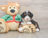 6 week old Mini Bernedoodle Puppy For Sale - Seaside Pups