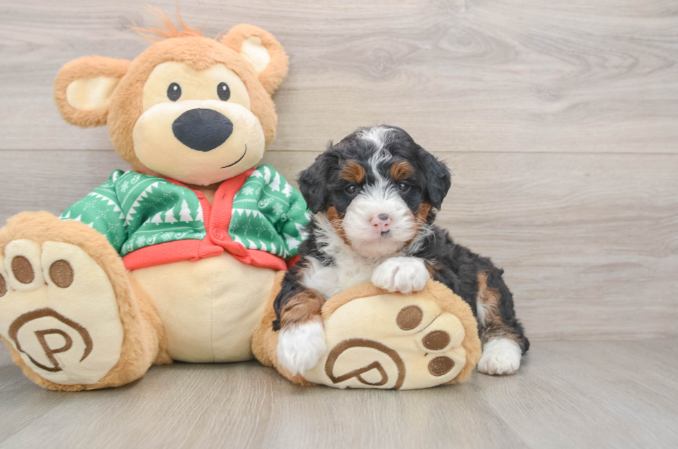 5 week old Mini Bernedoodle Puppy For Sale - Seaside Pups