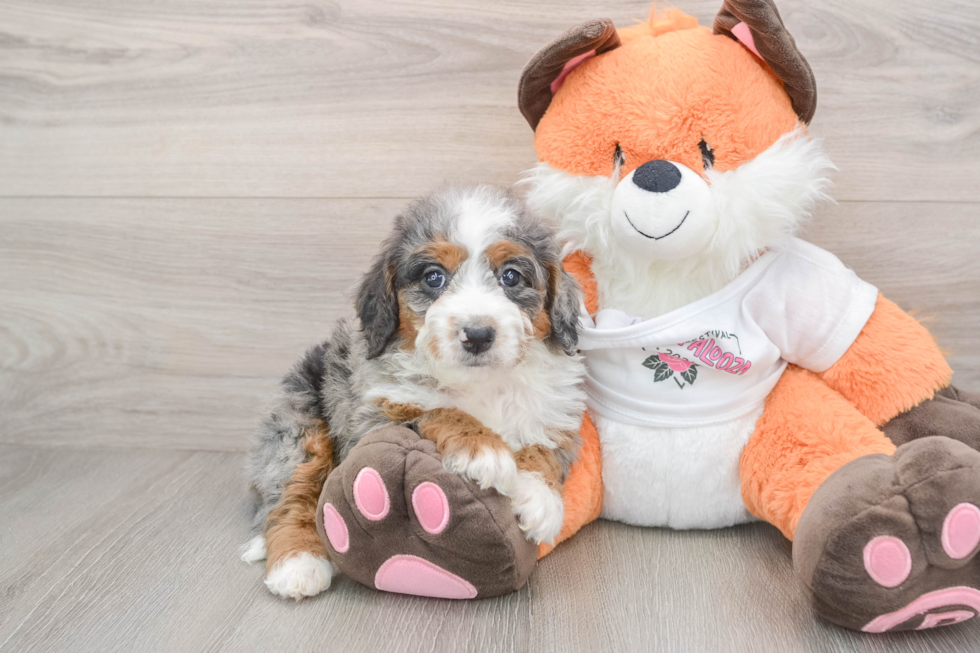 Mini Bernedoodle Puppy for Adoption