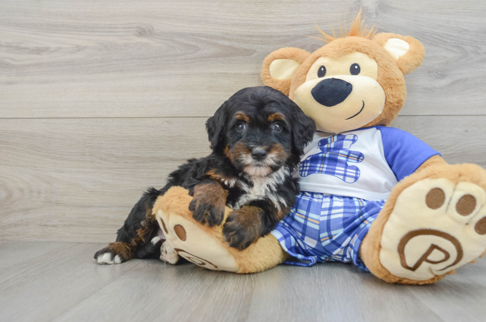 6 week old Mini Bernedoodle Puppy For Sale - Seaside Pups