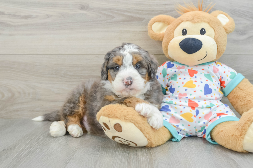 7 week old Mini Bernedoodle Puppy For Sale - Seaside Pups