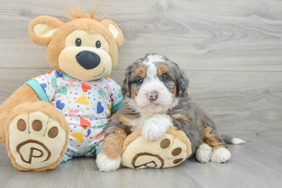 Funny Mini Bernedoodle Poodle Mix Pup