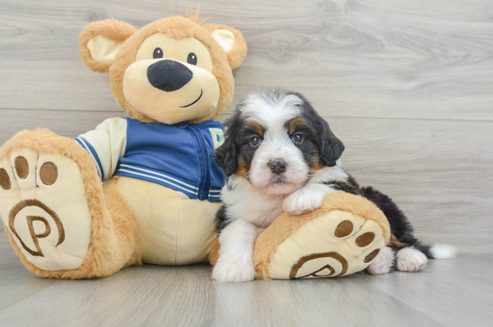 5 week old Mini Bernedoodle Puppy For Sale - Seaside Pups