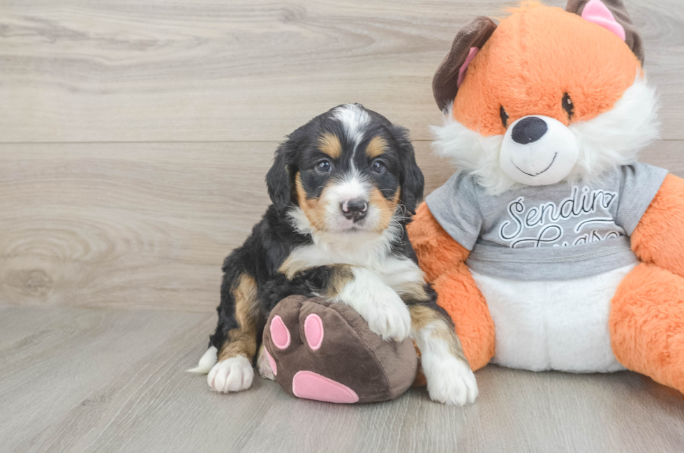 5 week old Mini Bernedoodle Puppy For Sale - Seaside Pups