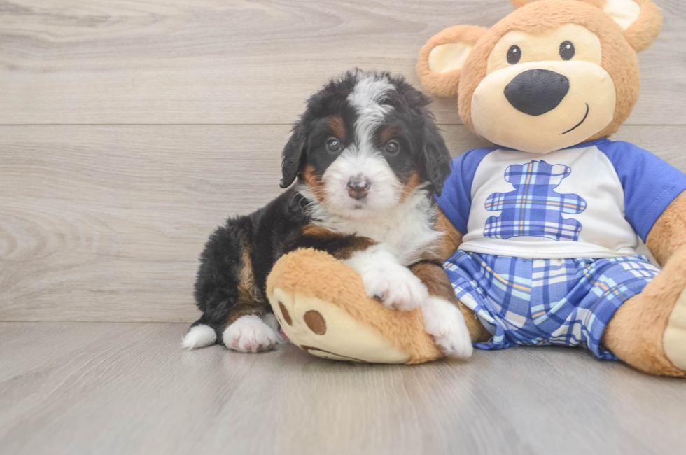 5 week old Mini Bernedoodle Puppy For Sale - Seaside Pups