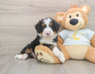 8 week old Mini Bernedoodle Puppy For Sale - Seaside Pups