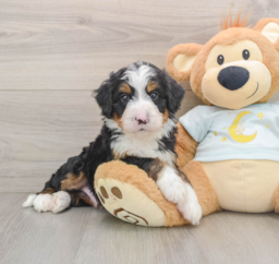 9 week old Mini Bernedoodle Puppy For Sale - Seaside Pups