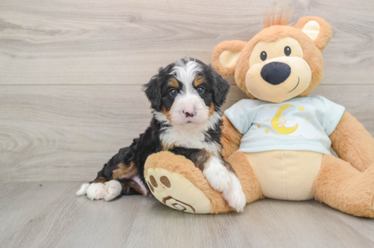 Energetic Mini Berniedoodle Poodle Mix Puppy