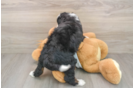 Mini Bernedoodle Pup Being Cute