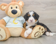 7 week old Mini Bernedoodle Puppy For Sale - Seaside Pups