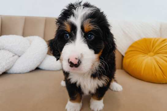 Mini Bernedoodle Puppy for Adoption