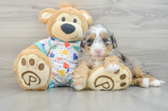 Mini Bernedoodle Pup Being Cute