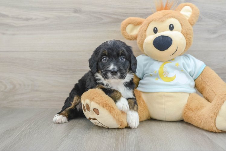 Mini Bernedoodle Puppy for Adoption